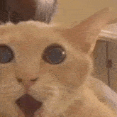 a close up of a cat 's face with a surprised look on its face .