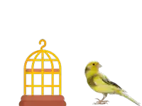 a yellow bird is standing next to a yellow bird cage