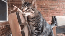 Funny Cat GIF - Funny Cat Meow GIFs