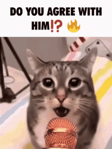 Do You Agree With Him Cat GIF - Do You Agree With Him Cat Microphone GIFs