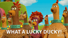 What A Lucky Ducky Frizzle GIF - What A Lucky Ducky Frizzle Chicken Run Dawn Of The Nugget GIFs