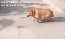 doge dying shib dying dog coin dead