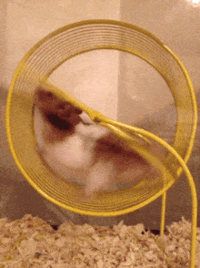Hamster Run GIF