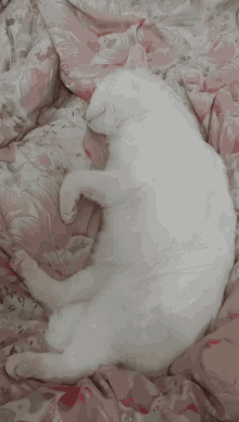 Cat Sleeping GIF - Cat Sleeping Surprise GIFs