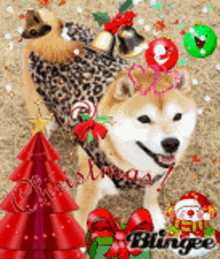 いちこ姫 Dog GIF - いちこ姫 Dog Shiba Inu GIFs