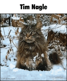 Tim Nagle Cat GIF - Tim Nagle Cat Looking GIFs
