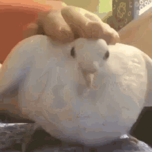 Pigeon Pigeon Petting GIF - Pigeon Pigeon Petting Petting - Discover &  Share GIFs