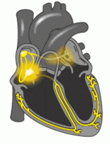 Cardiac Conduction System Animation