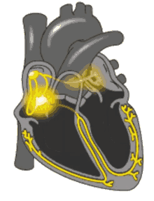 Cardiology GIFs | Tenor