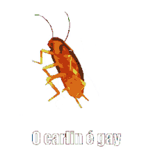cockroach dancing