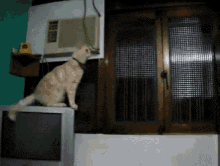 a cat sitting on top of a television in a room