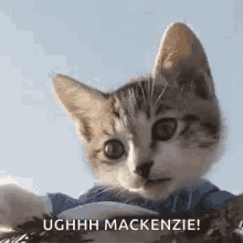 Cat Facepalm GIF - Cat Facepalm Ugh Mackenzie GIFs