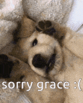 Sorry Grace GIF - Sorry Grace GIFs