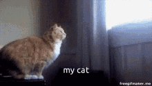 Hi Cat My Cat GIF - Hi Cat My Cat Jump GIFs