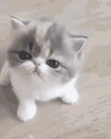 Cute Animals Cute Cat GIF - Cute Animals Cute Cat Oof GIFs