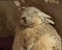 Viscacha Animal GIF - Viscacha Animal Wild GIFs