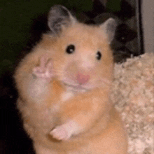 Hamsterbaba Hamater GIF - Hamsterbaba Hamater Animal GIFs