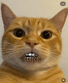 a close up of a cat 's face with the number 4/8 visible