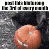 a black and white photo of a pumpkin with the caption post this binturong the 3rd of every month