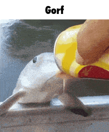 a person is pouring something into a fish with the word gorf above it