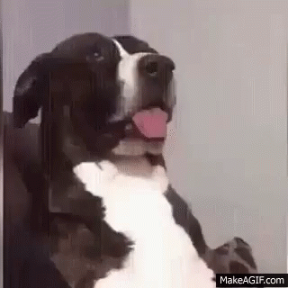 What Dog GIF - What Dog Confused GIFs