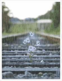 Spring Showers And Spring Flowers GIF - Weather Spring Springshowers GIFs