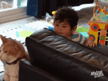 Cat Baby GIF - Cat Baby Sneaky GIFs