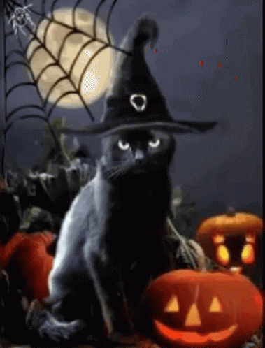 Beautiful Black Cat halloween decorations