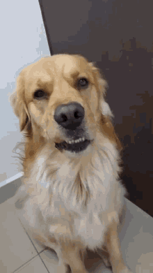 Olimarthegolden Surprised Dog GIF - Olimarthegolden Surprised Dog Surprised GIFs
