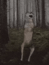a dog is standing on its hind legs in a forest .