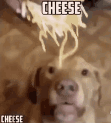 cheesy cheese