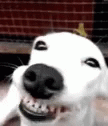 Cheese Doggo GIF - Cheese Doggo Smile - Discover & Share GIFs