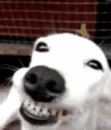 Cheese Doggo GIF - Cheese Doggo Smile GIFs
