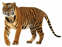 tiger nasirdon