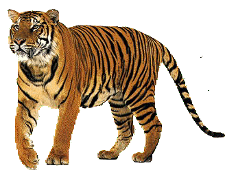 Nasirdon Tiger Sticker - Nasirdon Tiger Stickers