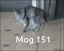 Mogcat 151 GIF - Mogcat Mog 151 GIFs