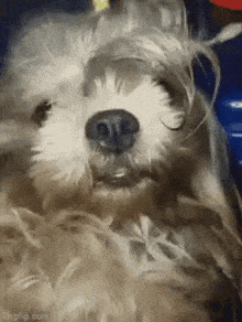 a close up of a dog 's face with its eyes closed