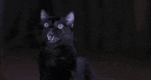 Scary Movie Scary Movie 2 GIF - Scary Movie Scary Movie 2 Posessed Cat GIFs