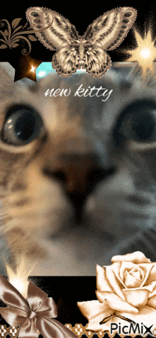 a picture of a cat with a butterfly and the words " new kitty "