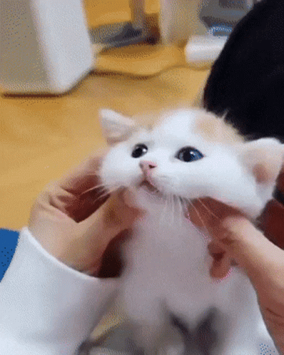 Kittens Cute GIF - Kittens Cute Cat - Discover & Share GIFs