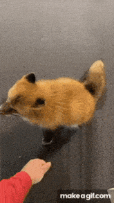 a person is petting a small red fox on a carpet .