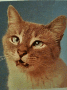 Derpy Cat Cat GIF - Derpy Cat Cat Cats GIFs