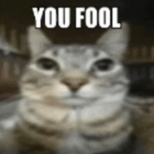 a close up of a cat 's face with the words `` you fool '' written above it .