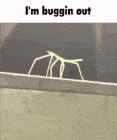 Bug Buggin GIF - Bug Buggin Buggin Out GIFs