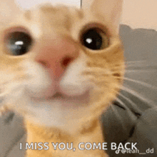 a close up of a cat 's face with the words `` i miss you , come back '' written below it .