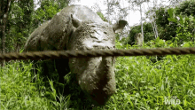 eating grass supporting puntong the rhino world rhino day having a bite chewing