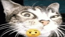 Cat Sus Sus Cat GIF - Cat Sus Sus Cat Cat Side Eye GIFs