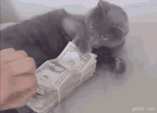 Paws Off My Money GIF - Paws Off My Money Cat GIFs