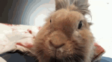 Bunny Rabbit GIF - Bunny Rabbit Boop GIFs