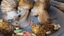 Snails Eating GIF - Snails Eating Mealtime GIFs